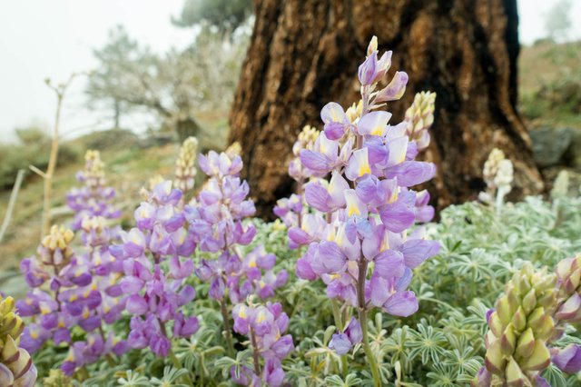 Lupine, m368