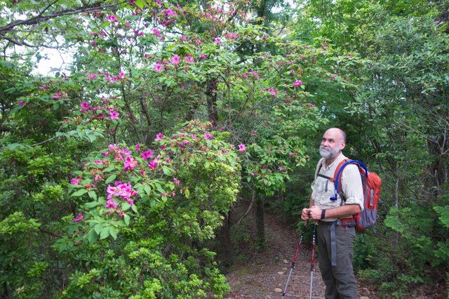 Admiring the wild azaleas