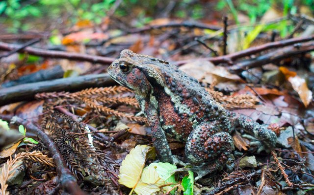 Mountain Toad