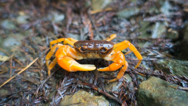 Mountain Crab