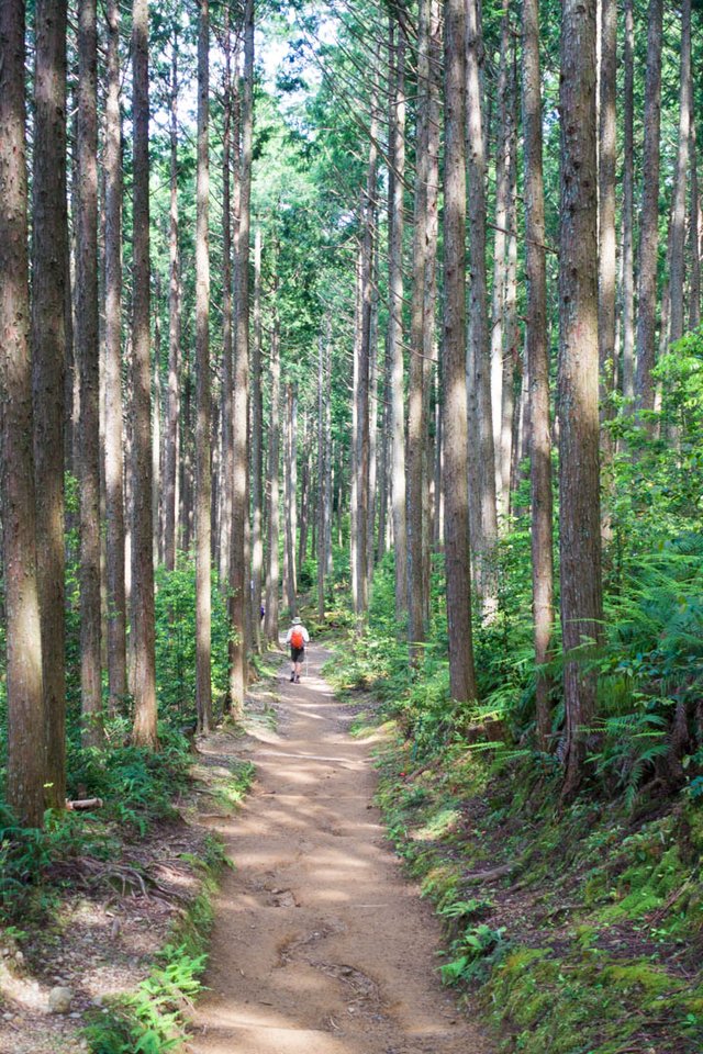 Forest track