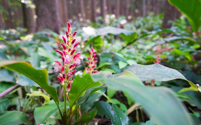 Forest Ginger