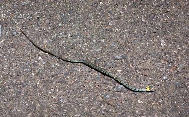 Snake on road (dead?)