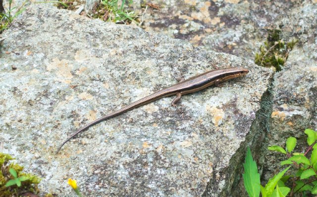 Skink