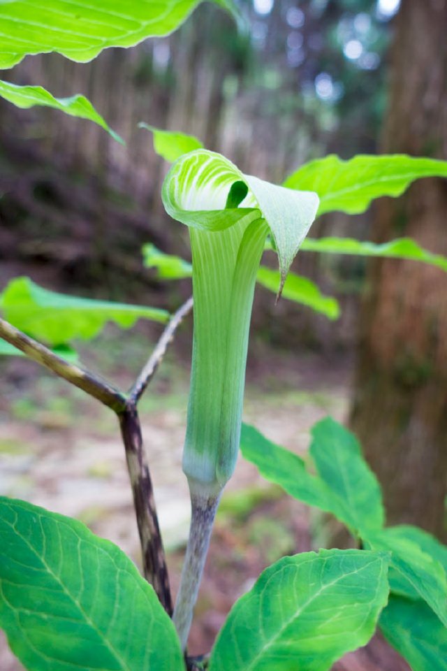 Jack-in-pulpit