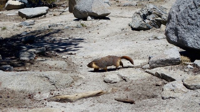 Marmot crossing PCT, m794