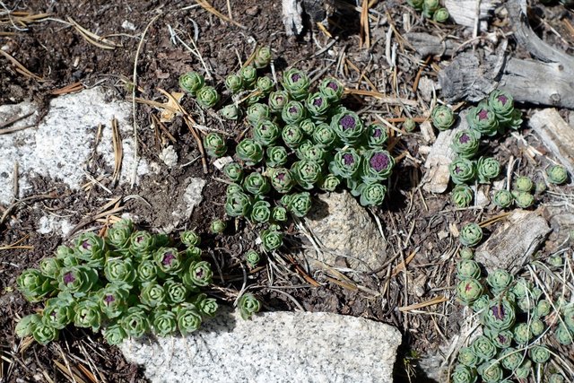 Tiny rolled up plant, m811