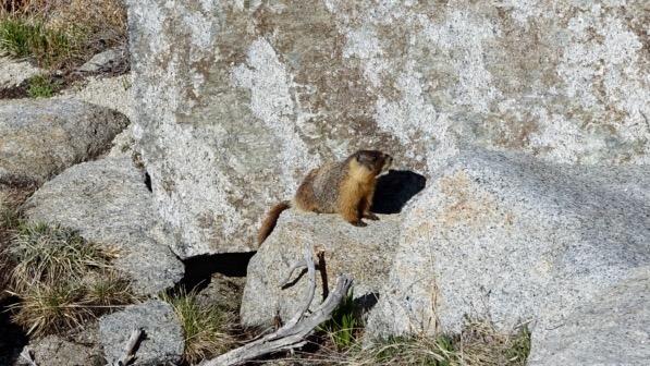 Teenage marmot, m818