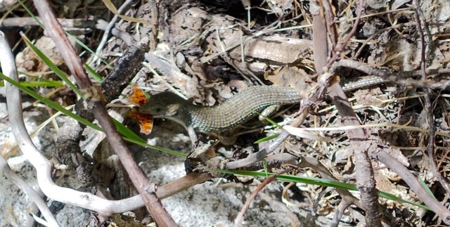 Alligator lizard munching a butterfly, m826