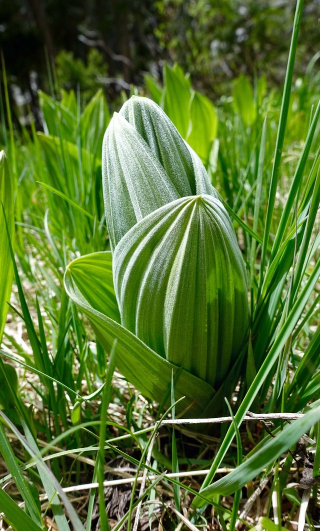 Corn plant? m829