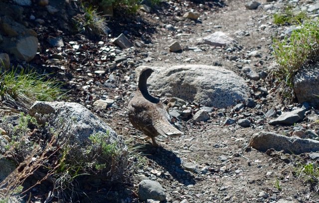 Grouse