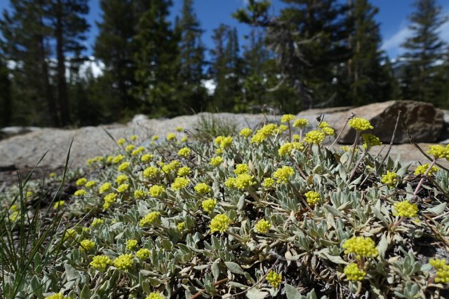 Sulphur buckwheat, m926