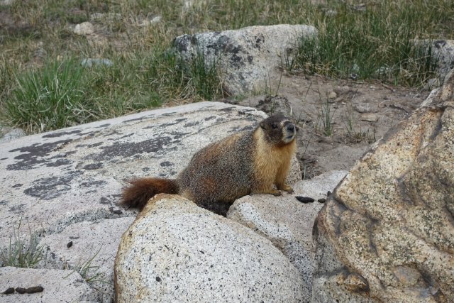 Cheeky marmot, m786