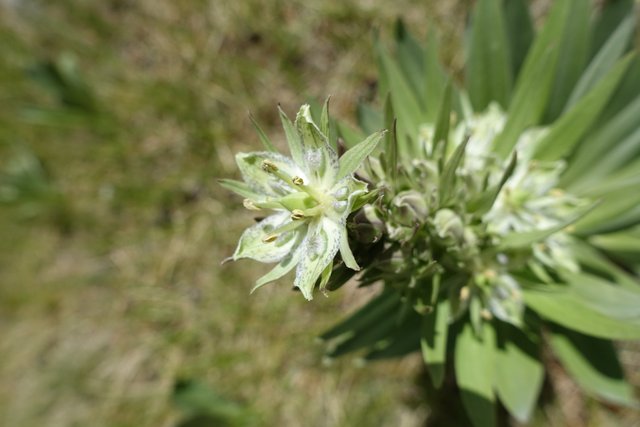 Very odd flower, m944