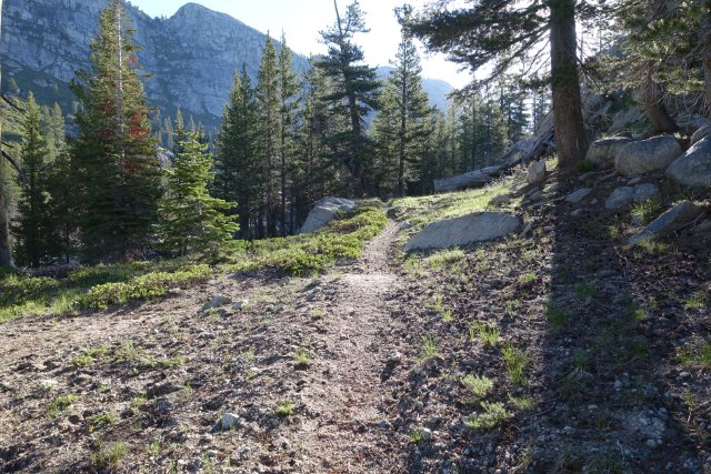 Trail, early morning