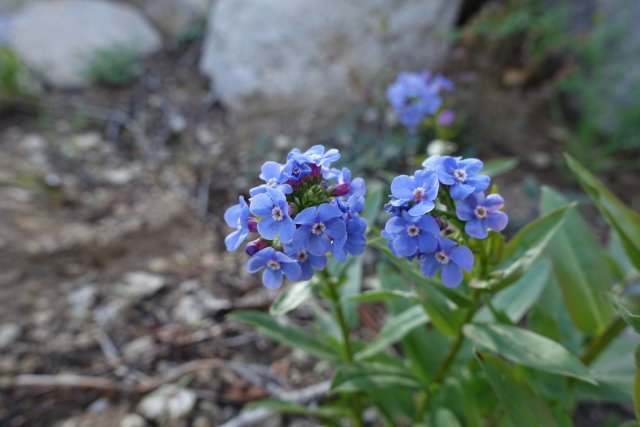 Forget-me-nots