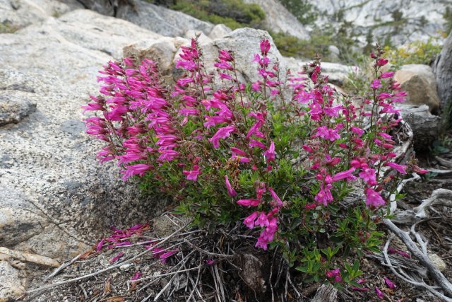 Pentstemon