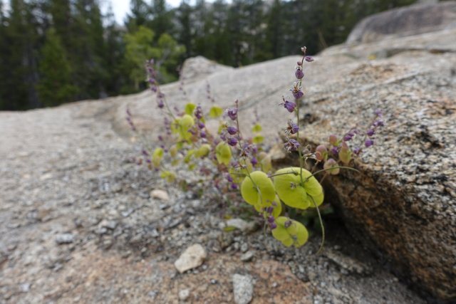 Odd Wildflowers