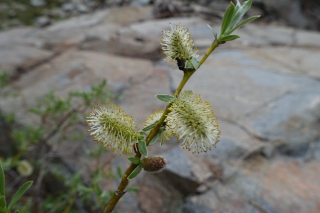 Willow flower