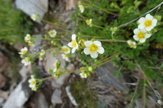 Wildflowers