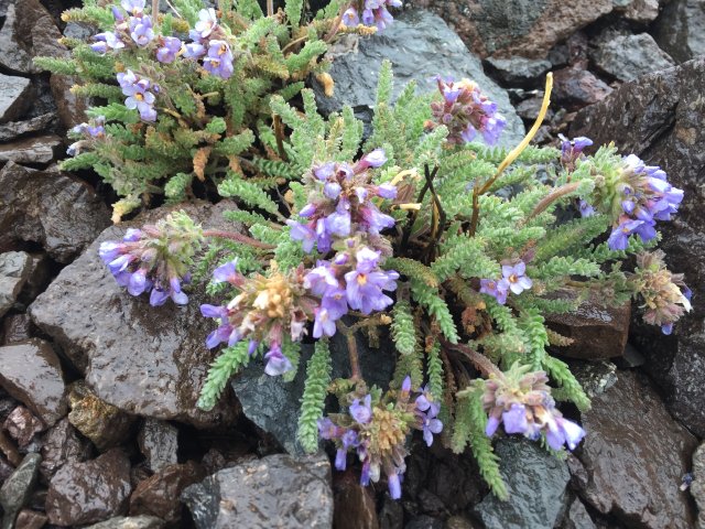 Alpine flowers, m1013