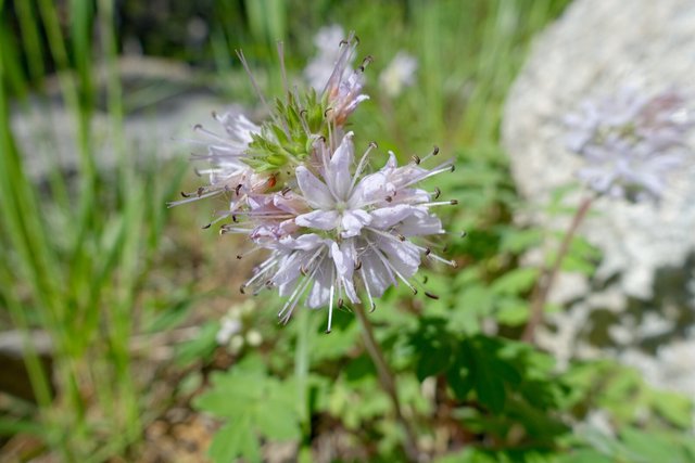 Another unknown flower