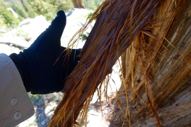 Shaggy juniper tree bark