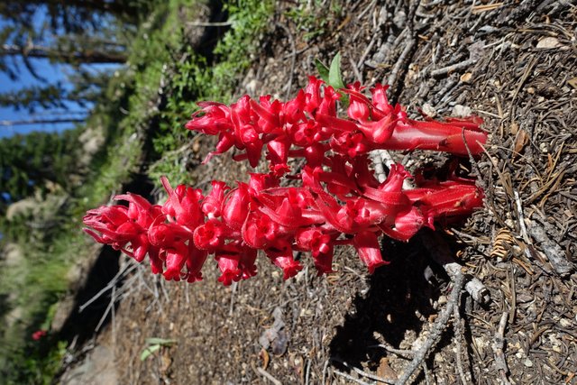 Snow plant