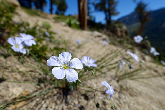 Mountain Flax