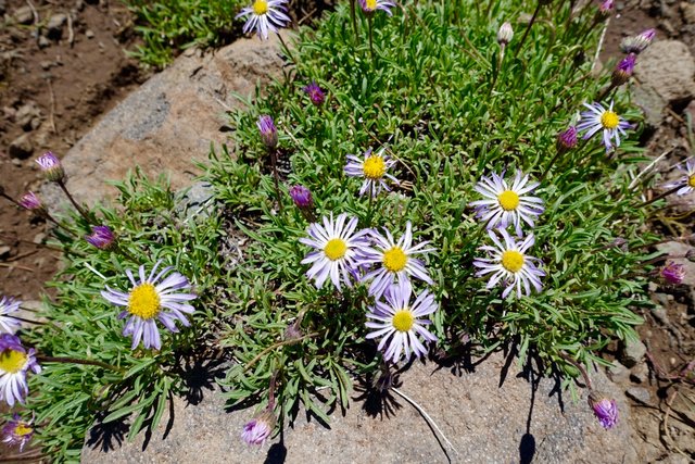 Asters