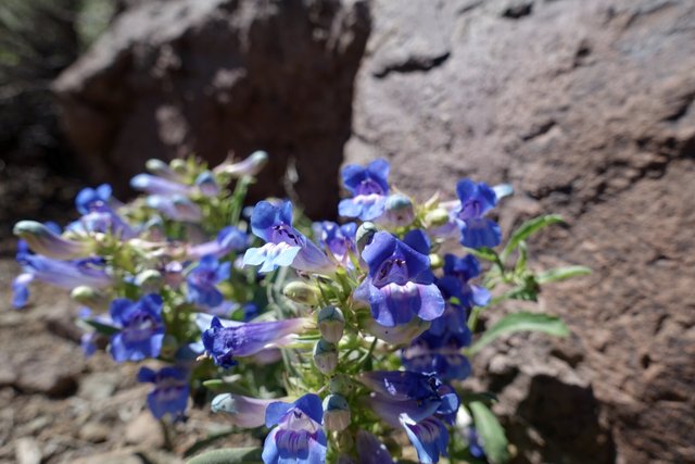 Penstemon