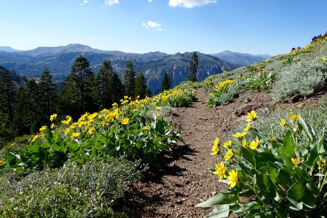 Trail side sunflowers