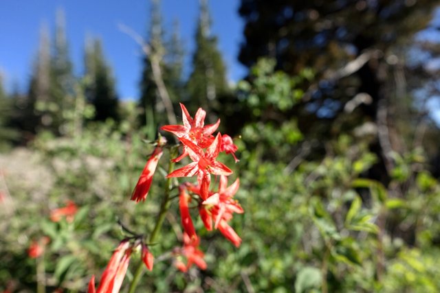 Curious red flower