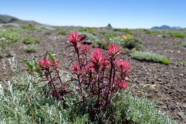 Pink paintbrush