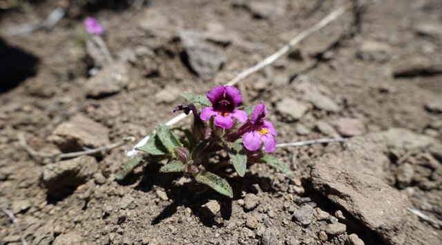 Tiny mimulus