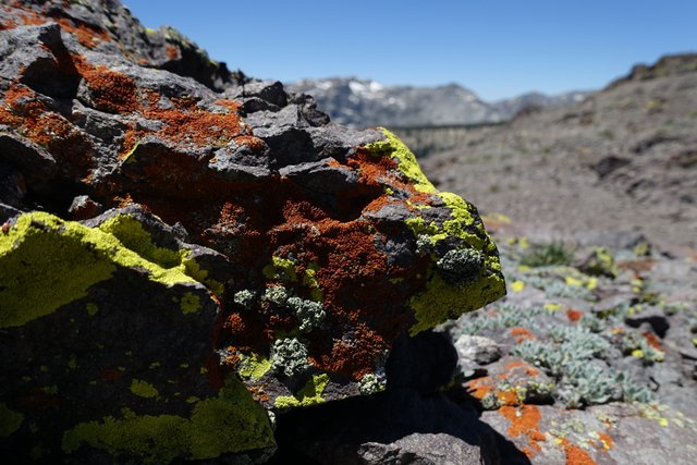 Lichen