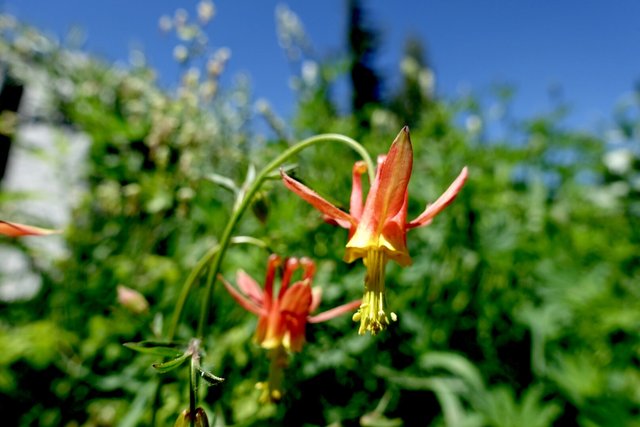 Red columbine