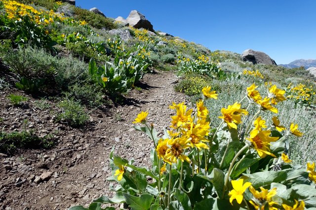 Sunflowers towards Carson Pass