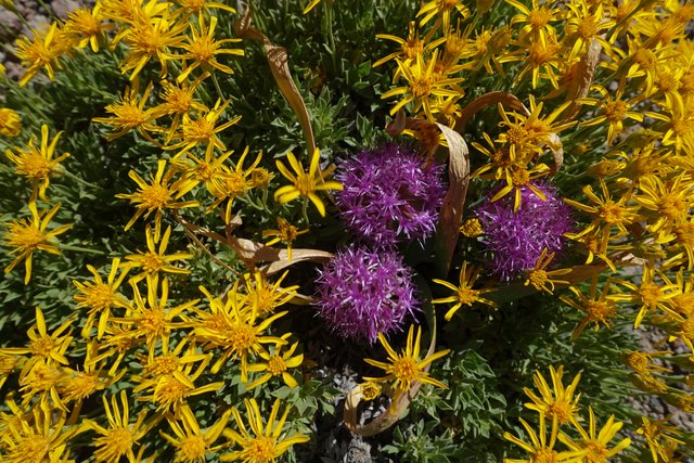 Interloper in the daisies