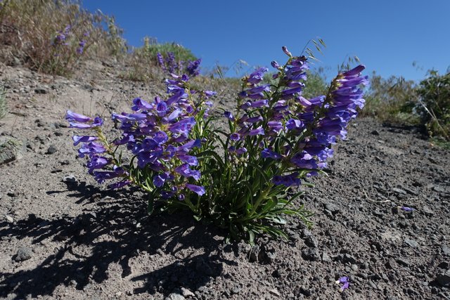 Pentstemon