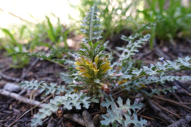 Strange flower