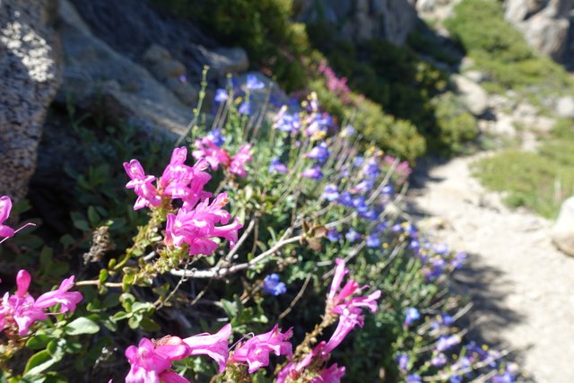 Penstemons