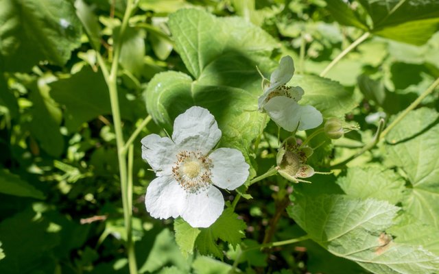 Thimbleberry