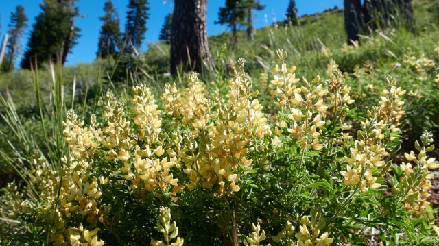 Lupine