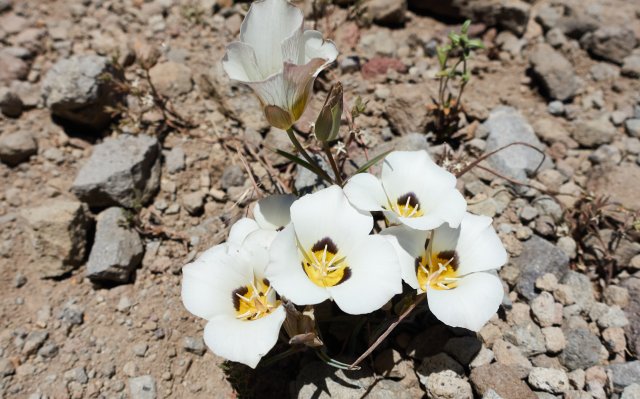 Mariposa lilies