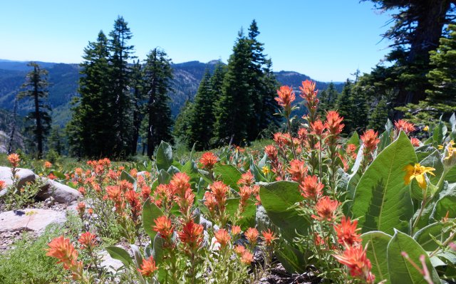 Paintbrush