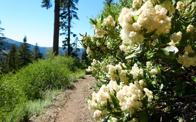 Sickly sweet ceanothus