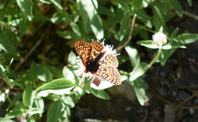 Checkerspot butterfly