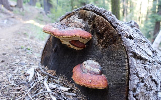 Fungus among us