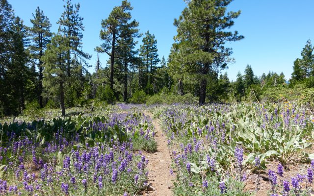 Lupine walking